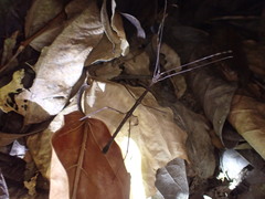 Ocnophiloidea regularis