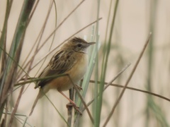 Cisticola juncidis