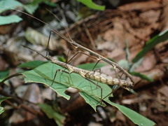 Ocnophiloidea regularis