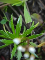 Draba verna