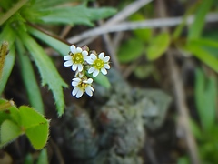 Draba verna