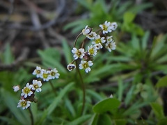 Draba verna