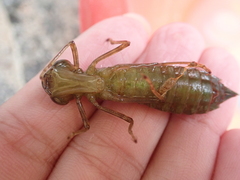 Anax nigrofasciatus