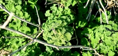 Pseudodictamnus undulatus