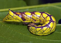 Antithemerastis acrobela