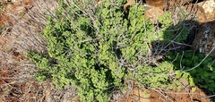 Pseudodictamnus undulatus