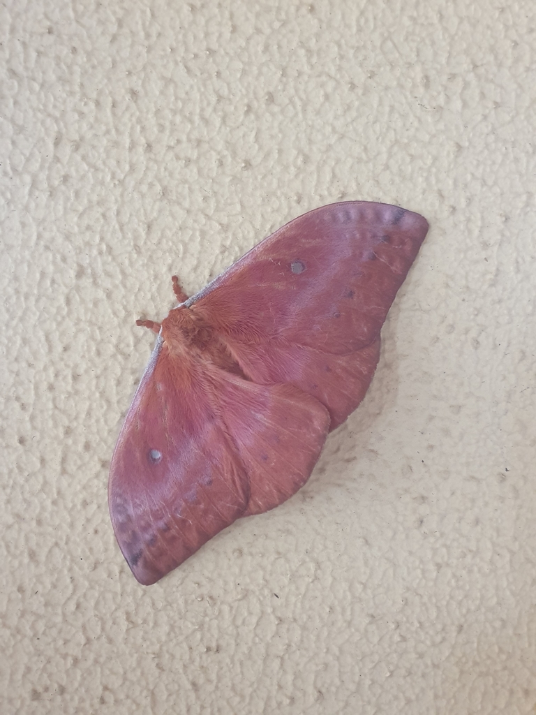 Syntherata melvilla