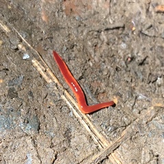 Argonemertes hillii