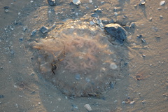 Rhopilema verrilli