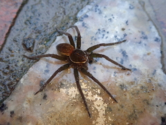Dolomedes horishanus