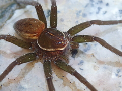 Dolomedes horishanus