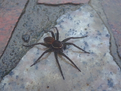 Dolomedes horishanus
