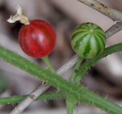 Cucumis variabilis