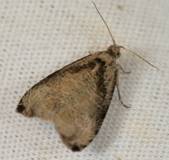 Olethreutes exoletum