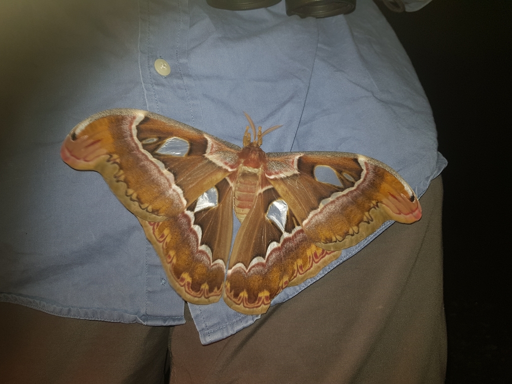 Timor Atlas Moth