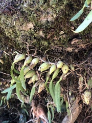 Bulbophyllaria