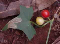 Cucumis variabilis