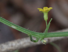 Cucumis variabilis