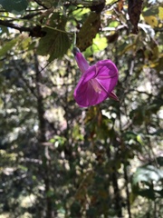 Ipomoea chenopodiifolia