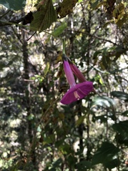 Ipomoea chenopodiifolia