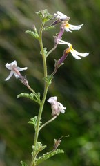 Jamesbrittenia tysonii