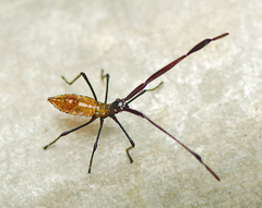 Dasynini