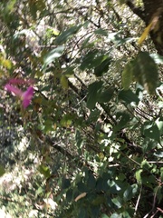 Ipomoea chenopodiifolia