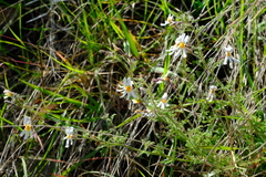 Jamesbrittenia tysonii