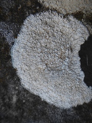 Lecanoromycetes