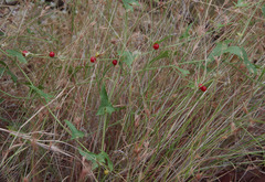 Cucumis variabilis