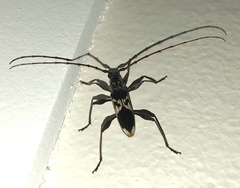 Coptocercus crucigerus