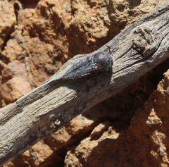 Neocypetes guttulata