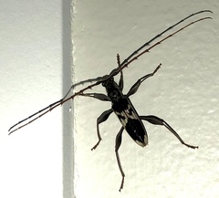 Coptocercus crucigerus