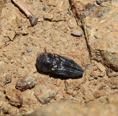 Neocypetes guttulata