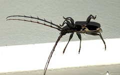 Coptocercus crucigerus