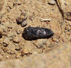 Neocypetes guttulata