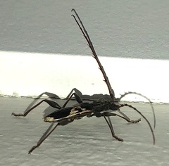 Coptocercus crucigerus