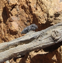 Neocypetes guttulata