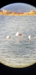 Phoenicopterus roseus