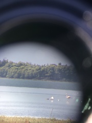 Phoenicopterus roseus