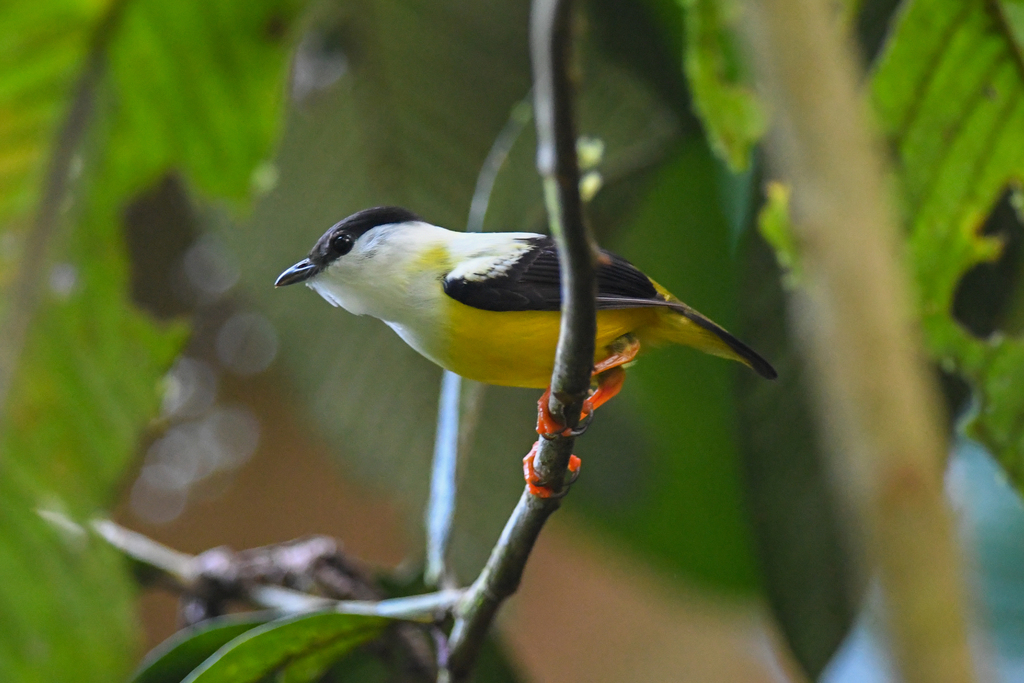 White-collared Manakin