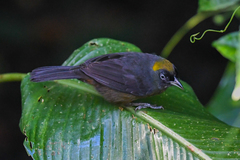 Mitrospingus cassinii