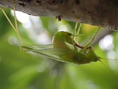 Austrophlugis orumbera