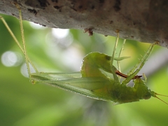 Austrophlugis orumbera