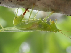 Austrophlugis orumbera