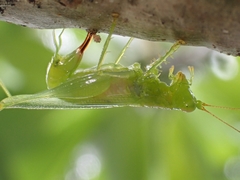 Austrophlugis orumbera