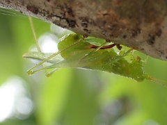 Austrophlugis orumbera