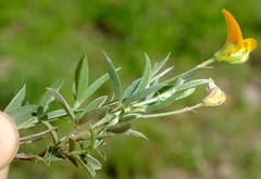 Argyrolobium pauciflorum