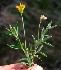 Argyrolobium pauciflorum