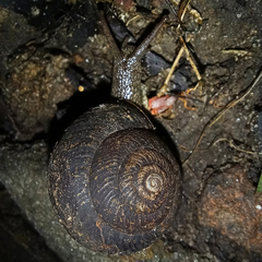 Pommerhelix duralensis